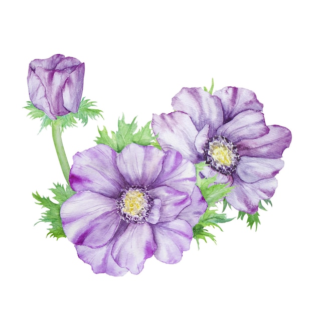 Watercolor hand drawn purple anemones with green leaves isolated on white background