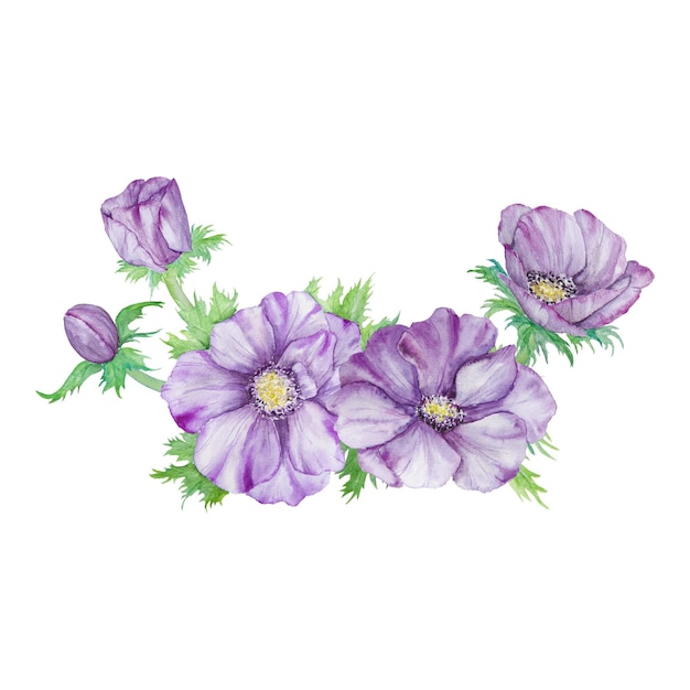 Watercolor hand drawn purple anemones with green leaves isolated on white background