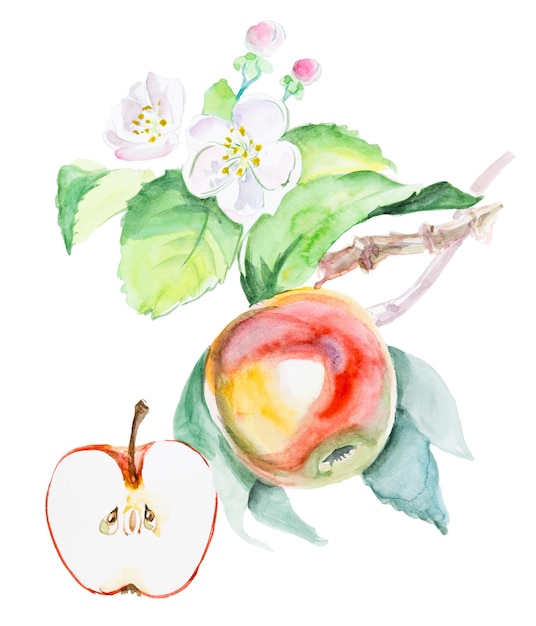 Watercolor hand drawn red apple with flowers isolated eco natural food fruit illustration on white