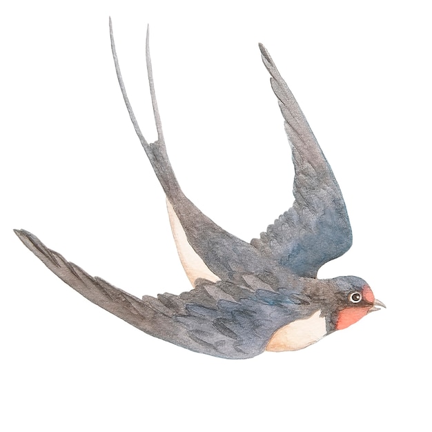 Watercolor hand drawn swallow