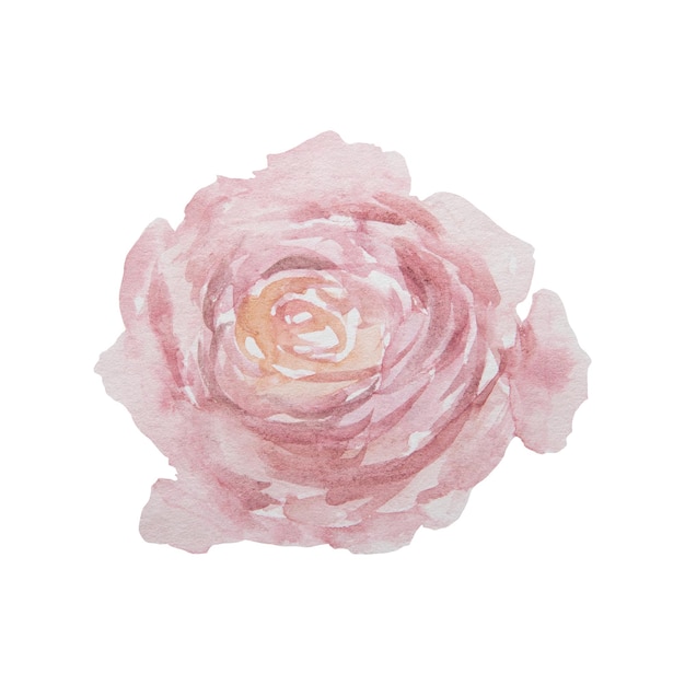 Watercolor hand drawn vintage pink rose isolated on white background