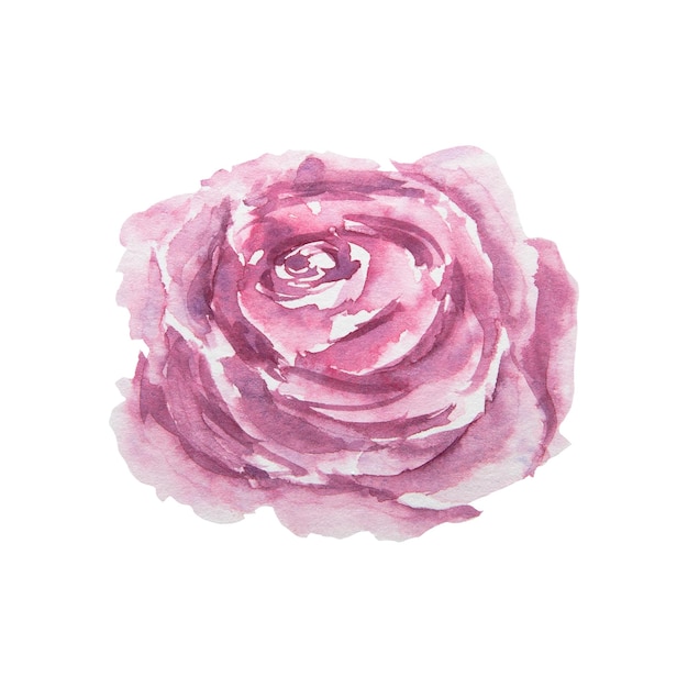 Watercolor hand drawn vintage pink rose isolated on white background