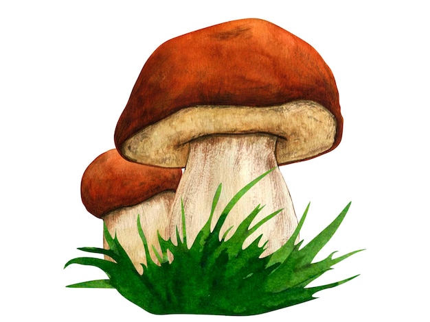 Watercolor hand drawn wild forest mushrooms porcini Nature forest lawn scene Wild landscape element Isolated eco natural food vegetables illustration on white background