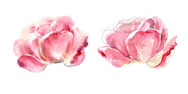 Watercolor hand painting floral illustration of pink roses in collection garden flowers isolated on