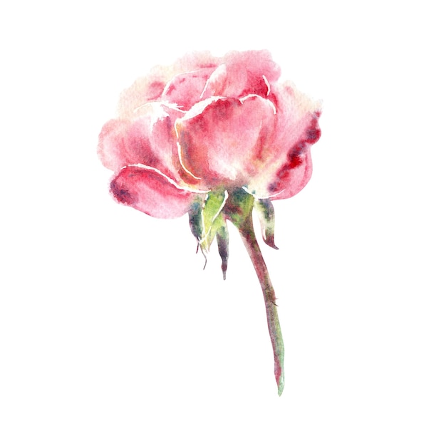 Watercolor hand painting floral illustration of pink roses in collection garden flowers isolated on