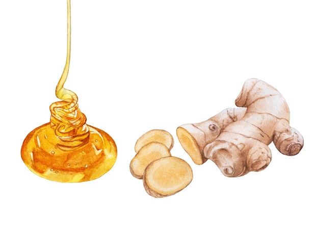 Watercolor honey, ginger root isolated on white background.