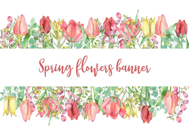 Watercolor horizontal banner with tulips and mimosa branch. Template with spring flowers.