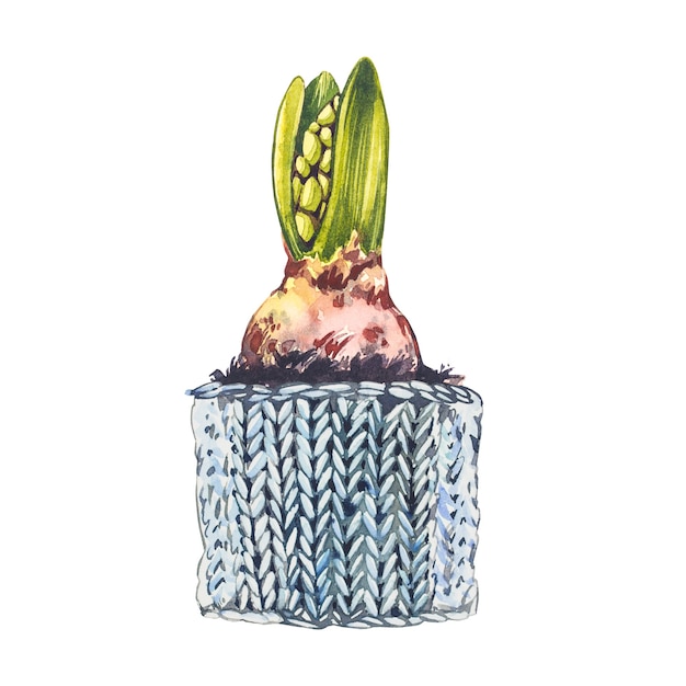 Watercolor hyacinth flowers in flower pot. Hand draw watercolor illustrations on white background. Easter collection.