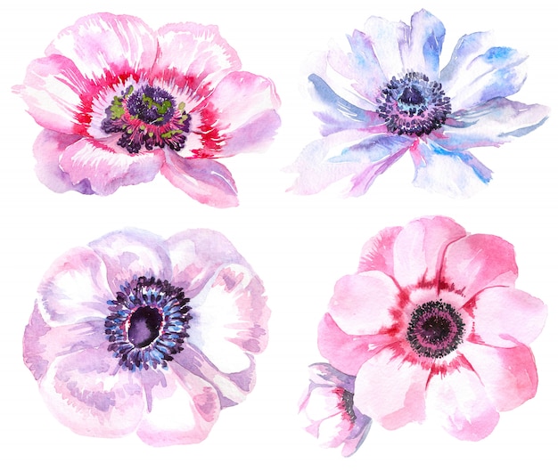 Watercolor illustration of an anemone. Isolated illustration on white background