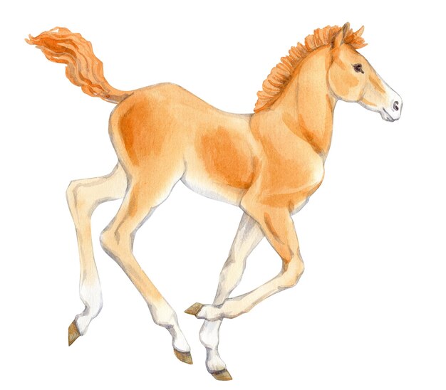 Watercolor illustration of baby horse running foal