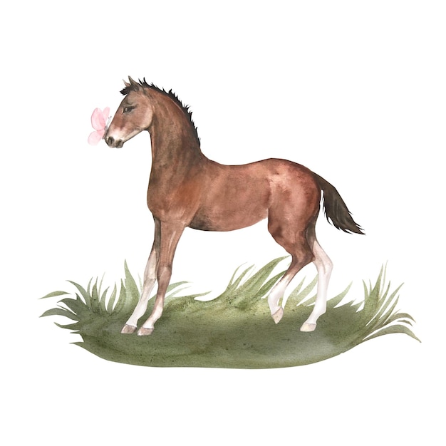 Watercolor illustration of bay foal standing in green grass with pink butterfly