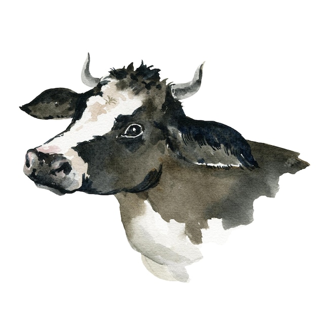 Watercolor illustration of black and white cow hand drawn sketch farm animal pet