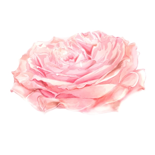 Watercolor illustration Blooming pink rose isolated on white background for designe