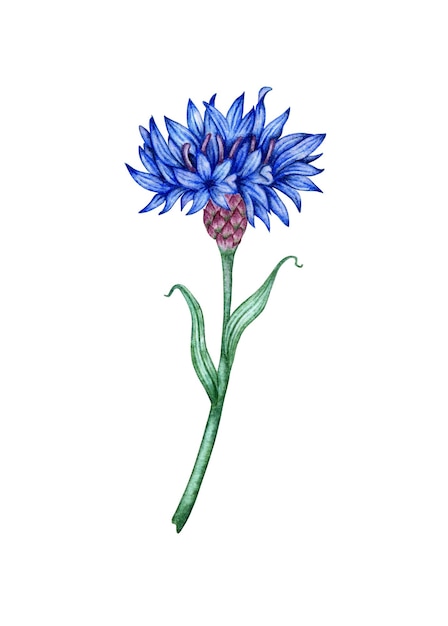 Watercolor illustration of blue cornflower flower Botanical composition element isolated from background Suitable for cosmetics aromatherapy medicine treatment care design cooking