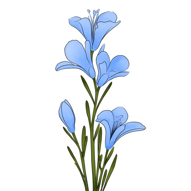 Photo watercolor illustration of blue freesia flower on white background