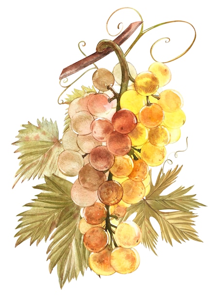 Watercolor illustration of bunches of grapes.