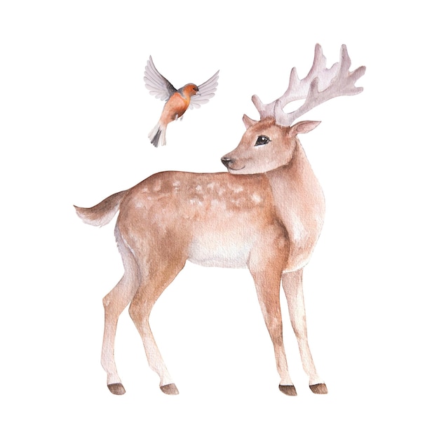 Watercolor illustration of a cartoon deerwith bird isolated