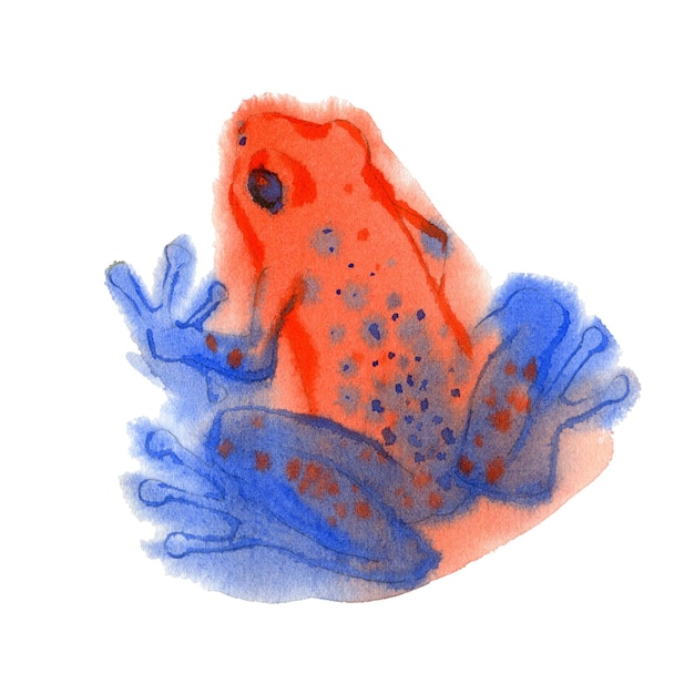 Watercolor illustration of colorful tree frog