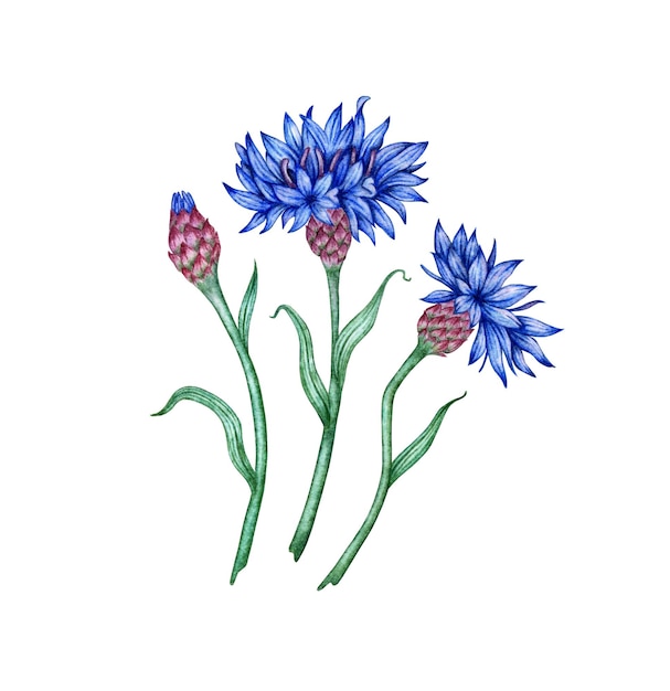 Watercolor illustration of a composition of blue cornflowers flowers Botanical composition element isolated from background Suitable for cosmetics aromatherapy medicine treatment care design cooking