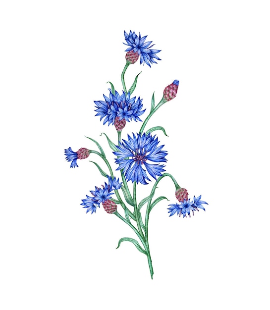 Watercolor illustration of a composition of blue cornflowers flowers Botanical composition element isolated from background Suitable for cosmetics aromatherapy medicine treatment care design cooking