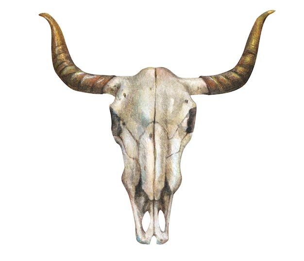 Watercolor illustration of cow skull in boho style isolated on white background