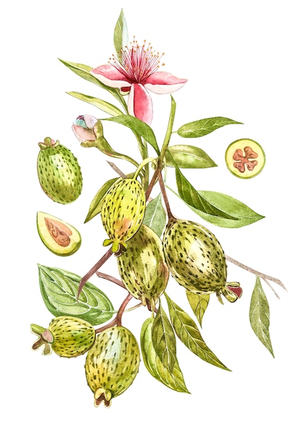 Watercolor illustration feijoa plant. Hand drawn watercolor painting on white . Watercolor background with feijoa fruit, leaves and feijoa slice.