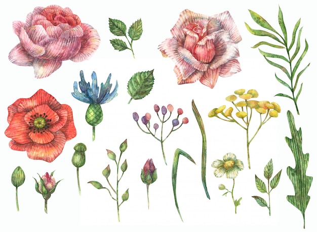 Watercolor illustration of flowers (rose, poppy, peony, anemone, cornflower, chamomile), branches and leaves. Buds of roses and other wildflowers.