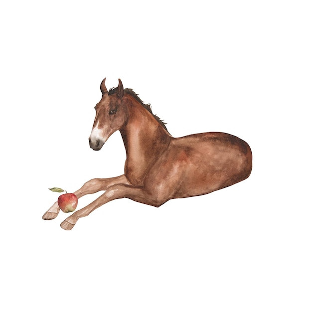 Photo watercolor illustration of a foal with a red apple