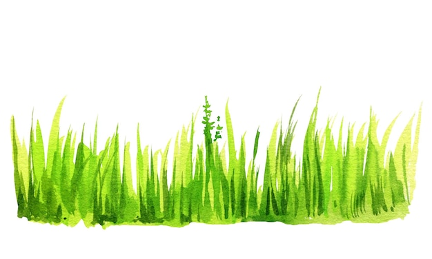 Watercolor illustration of grass green grass leaves field lawn summer and spring