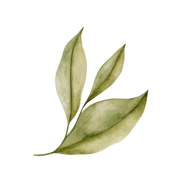 Watercolor illustration of a green leaf on a white background