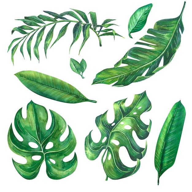 Watercolor illustration of handdrawn leaves of tropical plants Monstera hamedorea plumeria banana palm Decorative elements for prints decorations postcards posters