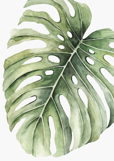 Watercolor illustration of Monstera leaf