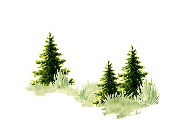 Watercolor illustration of a natural landscape element Forest wildlife scene with green grass coniferous trees spruce fir pine For composing compositions on the theme of forest tourism travel