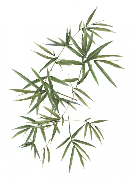 Watercolor illustration painting of bamboo leaves