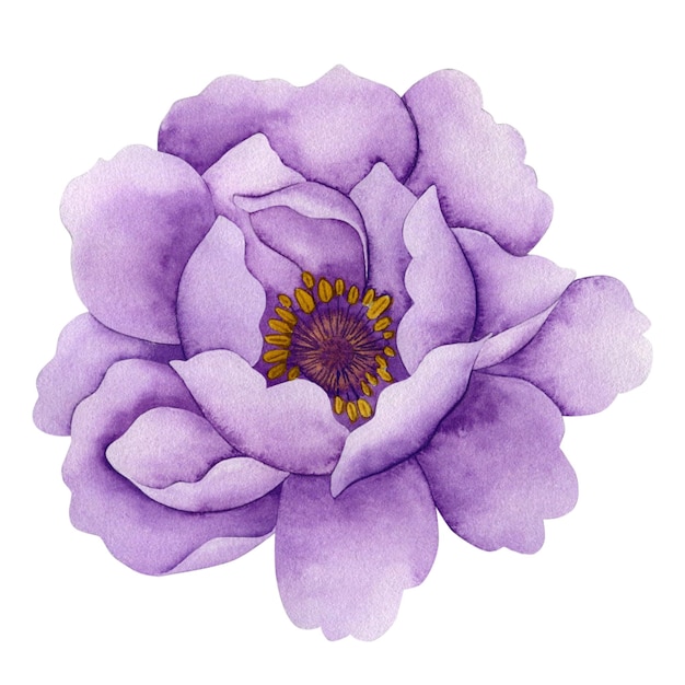 Watercolor illustration of a peony on a white background