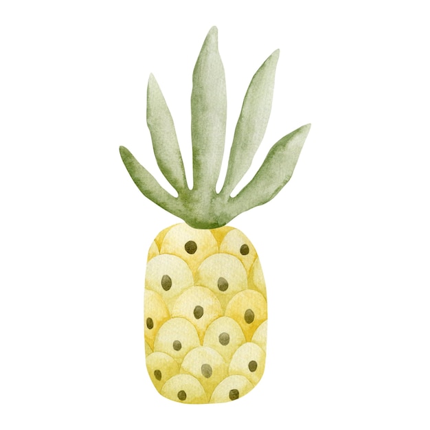 Watercolor illustration of pineapple isolated on white background.