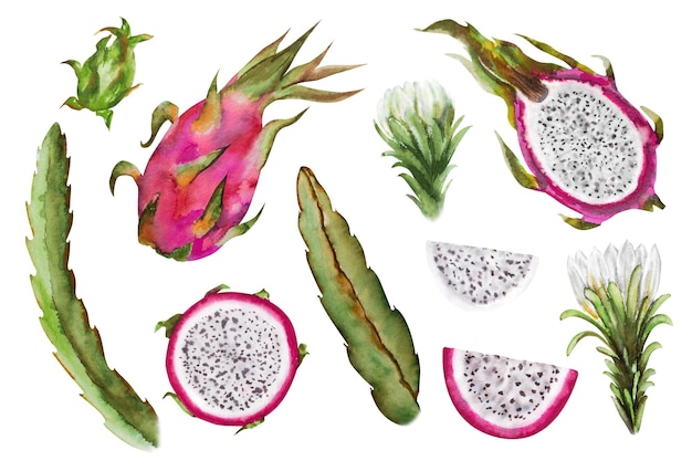 Watercolor illustration of red dragon fruit half pitahaya with slices Botanical composition for vegetarian exotic products prints stickers