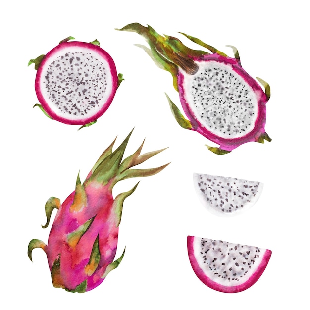 Watercolor illustration of red dragon fruit half pitahaya with slices Botanical composition for vegetarian exotic products prints stickers