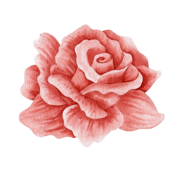 Watercolor illustration red rose isolated on white background.