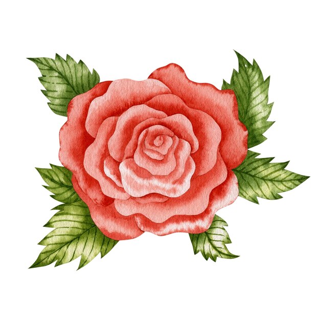 Watercolor illustration red rose isolated on white background.