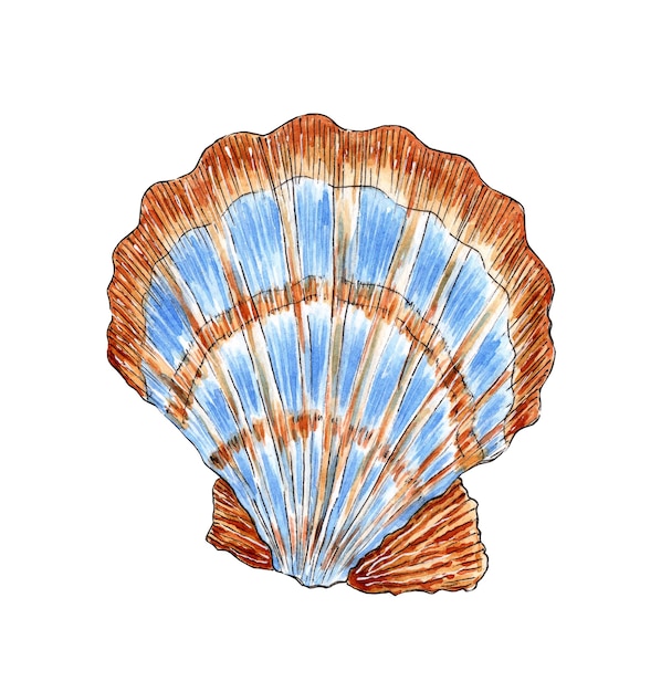 Watercolor illustration of a seashell scallop Underwater world Tropical oyster shell