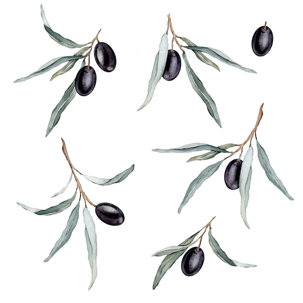 Watercolor illustration set of beautiful black olive's for healthy life and design background Hand painted isolated on a white background