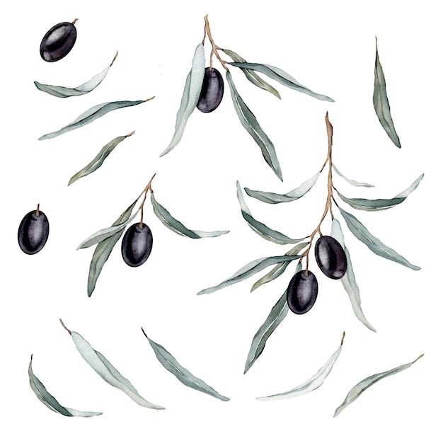 Watercolor illustration set of beautiful black olive's for healthy life and design background Hand painted isolated on a white background