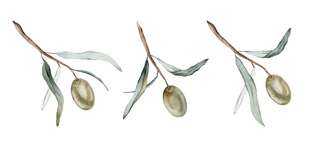 Watercolor illustration set of beautiful green olive's for healthy life and design background Hand painted isolated on a white background