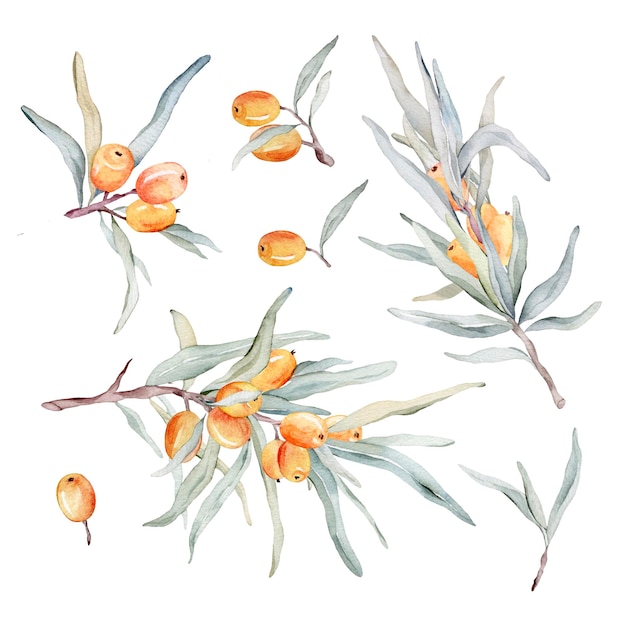 Watercolor illustration set of beautiful orange sea buckthorn for healthy life and design background