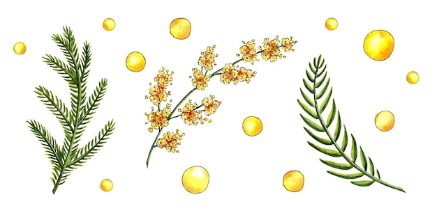 Watercolor illustration set of mimosa yellow spring flowers and green twigs twigs leaves and circles