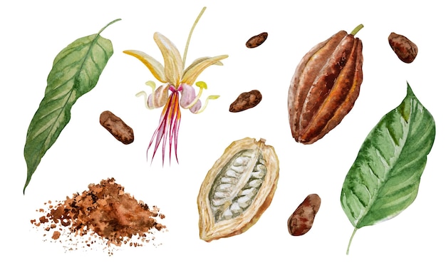 Watercolor illustration Set of whole and cut cocoa pods beans flowers leaves and chocolate on a white background Hand watercolor