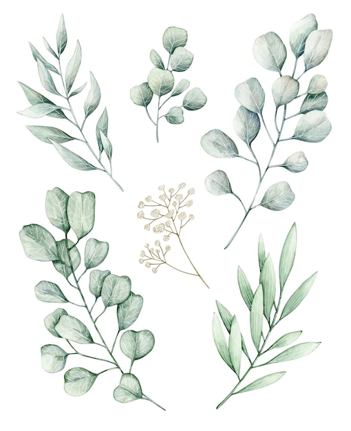 Watercolor illustration set with eucalyptus branches and white flowers. Isolated on white background