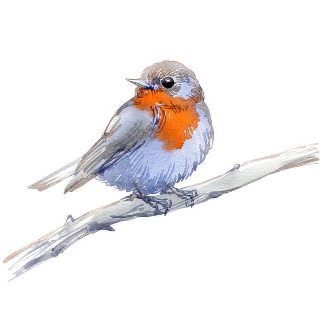 Watercolor illustration of small forest bird redbreasted flycatcher