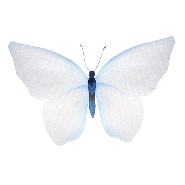 Watercolor illustration of tender blue butterfly